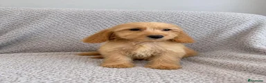 Cockapoo 5