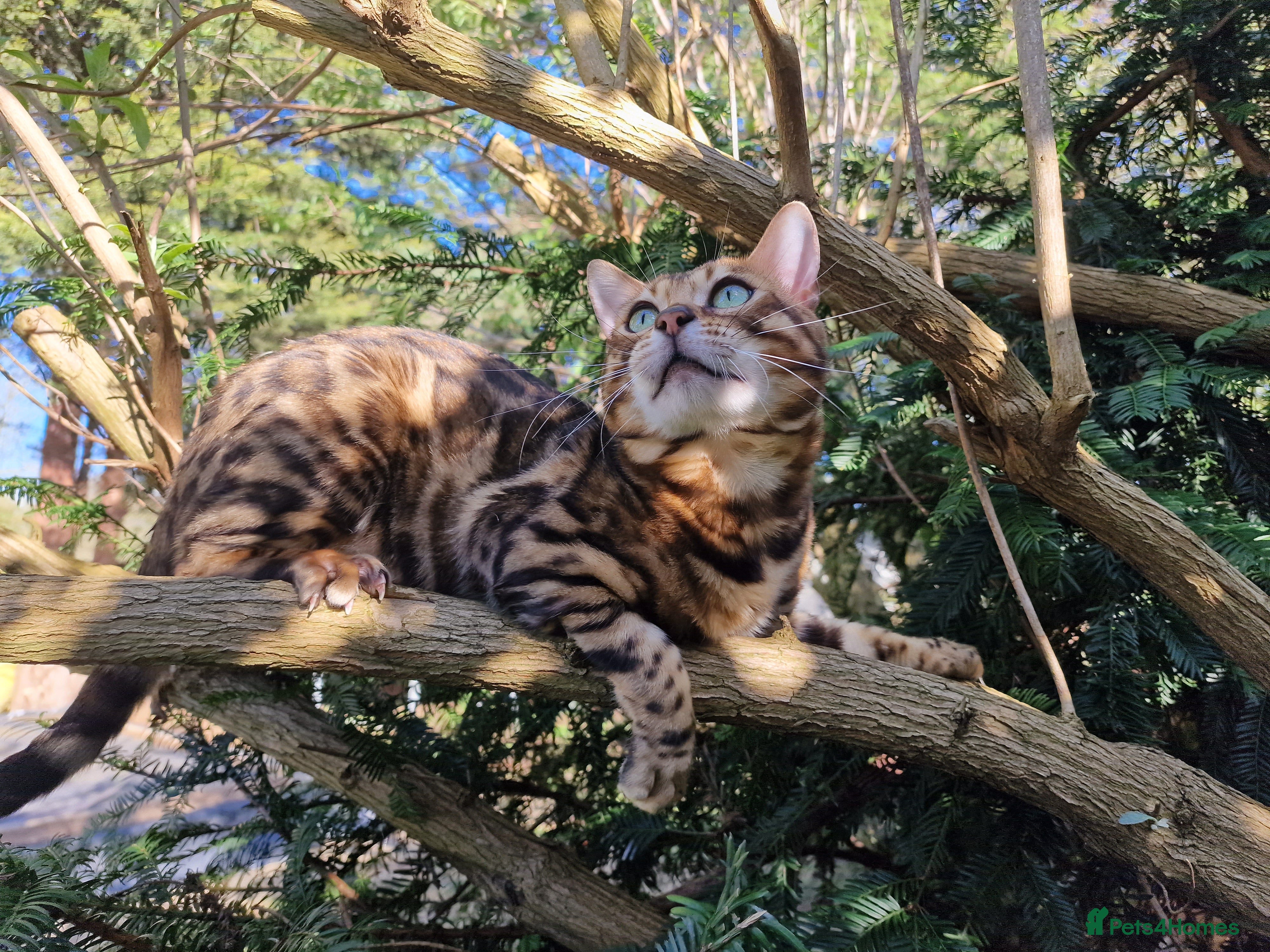 Bengal cats Bengal cat for stud, Fabio. - Advert 3