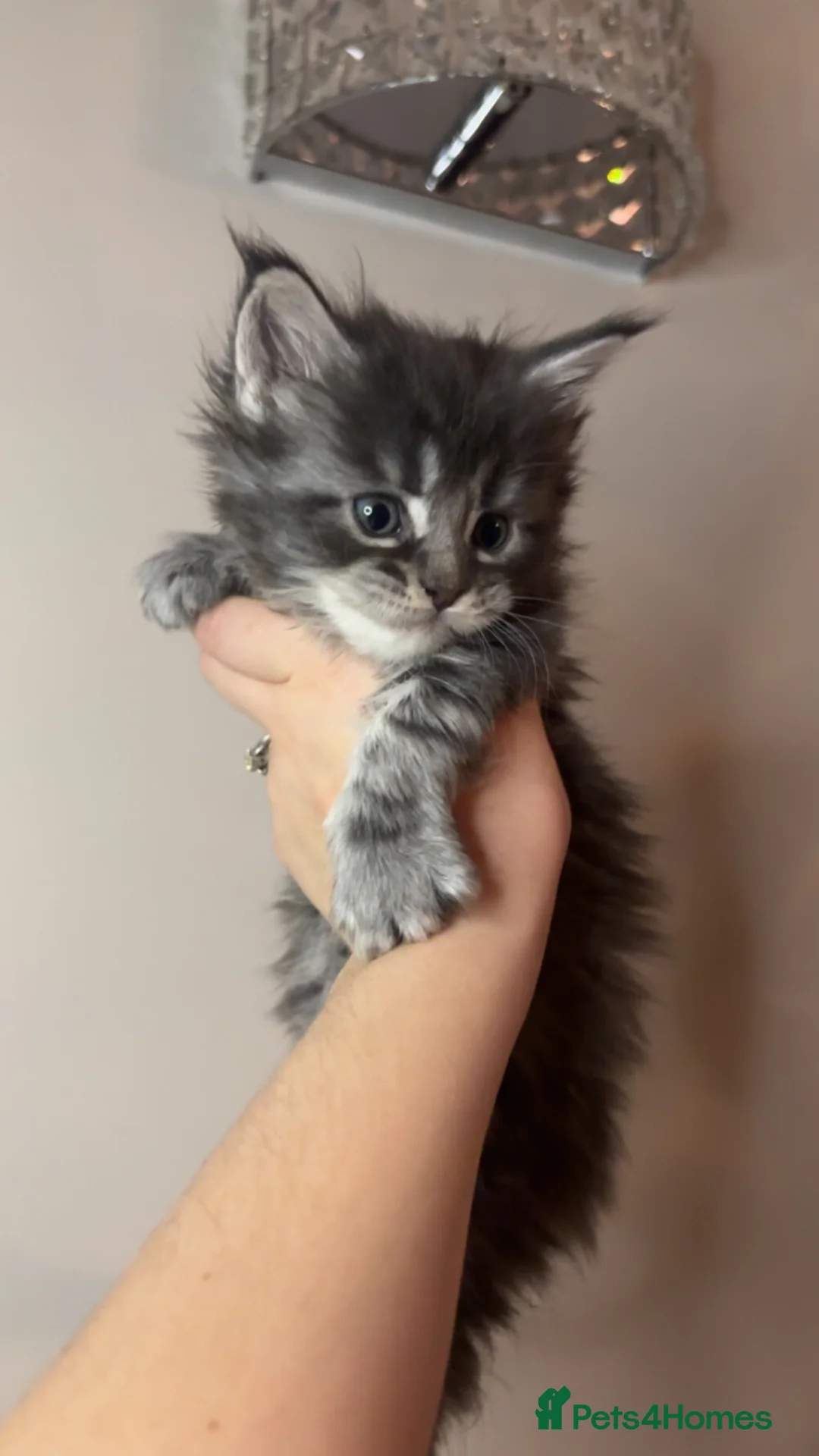 Maine Coon cats for sale: TICA Registered Maine Coon Kittens - Advert 5