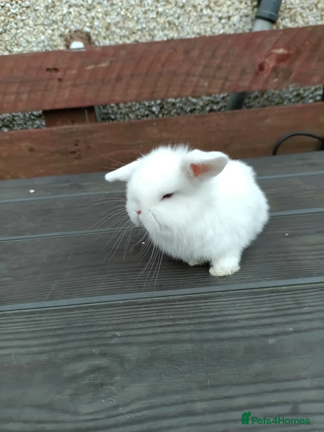 Mini Lop rabbits for sale: Mini lops for sale  in Dudley - Advert 2