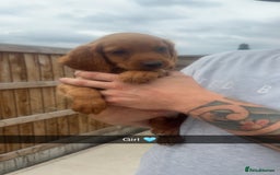 Mixed Breed dogs for sale: Beautiful Sprizla Puppies  - Image 24