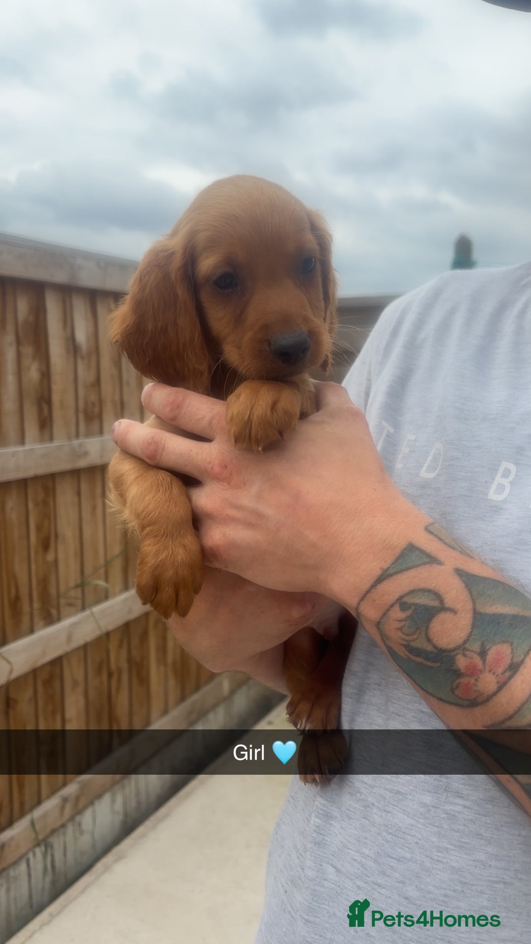 Mixed Breed dogs for sale: Beautiful Sprizla Puppies  - Image 24