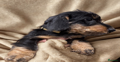 Dachshund dogs Dachshund - Miniatures wires  - Advert 9