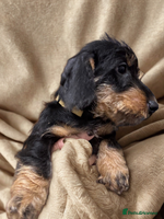 Dachshund dogs Dachshund - Miniatures wires - Advert 9