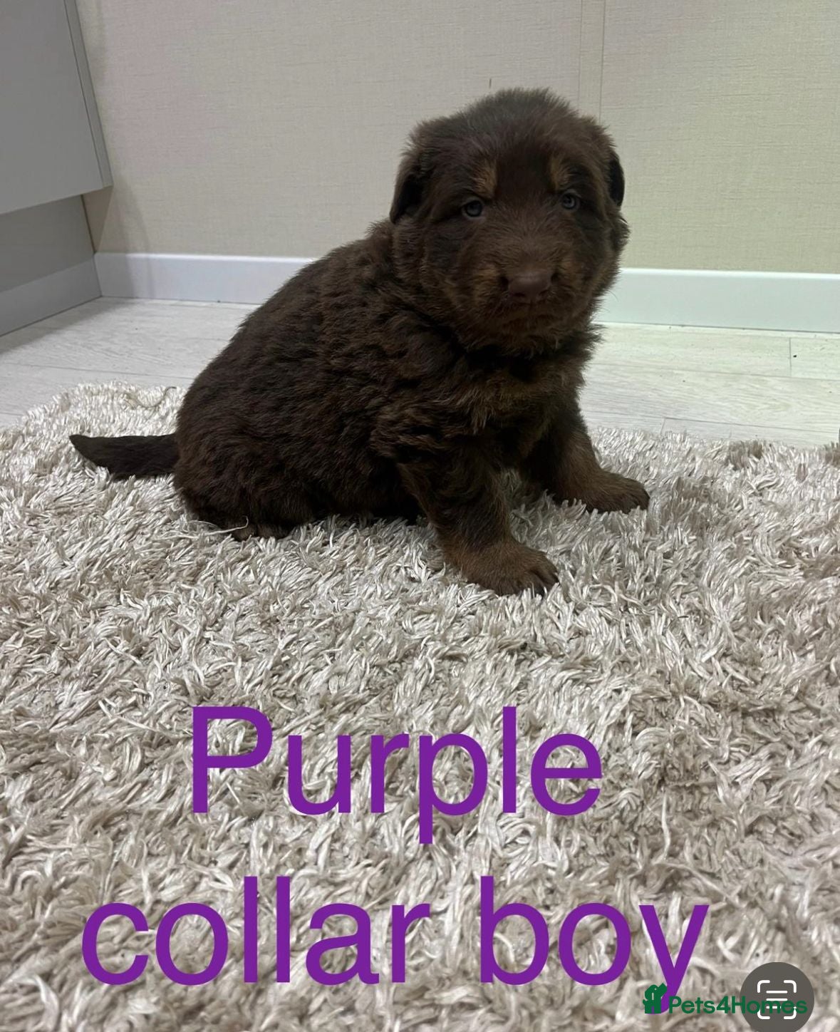 German Shepherd dogs Ready now  - Advert 2