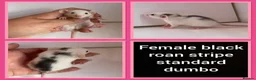 Rat rodents for sale: Adorable baby rats for sale  - Advert 25