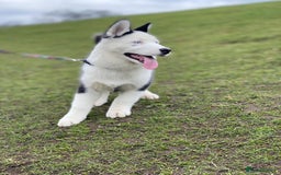 Siberian Husky dogs for stud: Stunning Blue eye Sibrian Husky for Stud  in Liverpool - Image 11