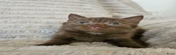British Shorthair cats for sale: Pure breed British shorthair kittens  - Advert 2