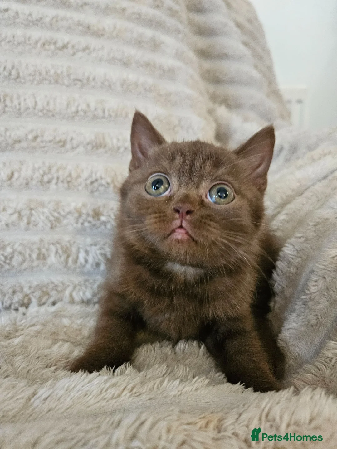 British Shorthair cats for sale: Pure breed British shorthair kittens  - Advert 2