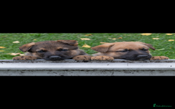 German Shepherd dogs for sale: German Shepherd puppy family guard dogs - Image 12