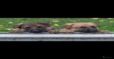 German Shepherd dogs - Advert 14