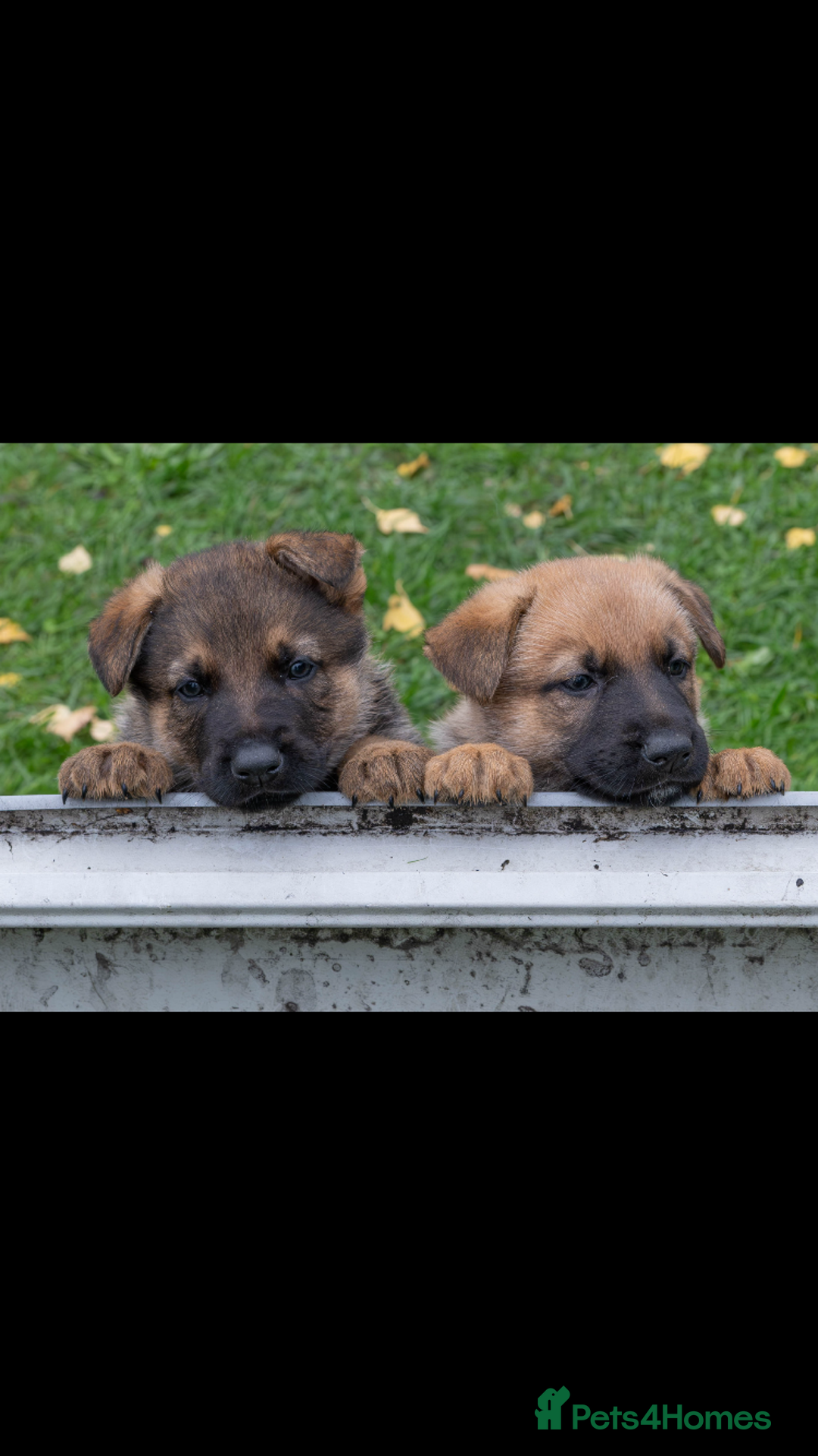German Shepherd dogs for sale: German Shepherd puppy family guard dogs - Image 12
