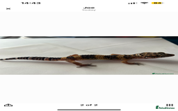 Leopard Gecko reptiles for sale: 2 x baby leopard geckos - Image 4