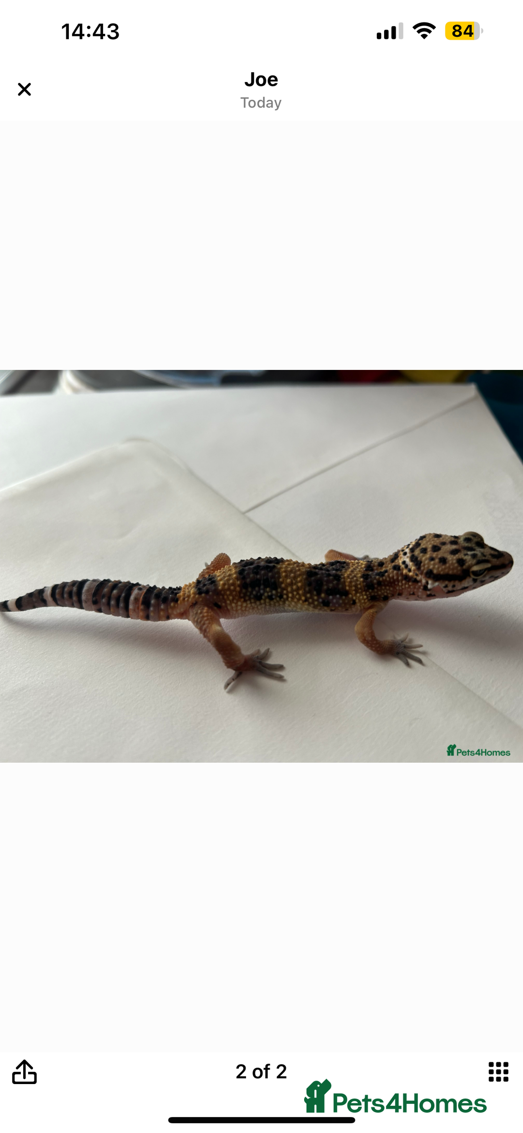 Leopard Gecko reptiles for sale: 2 x baby leopard geckos - Image 4