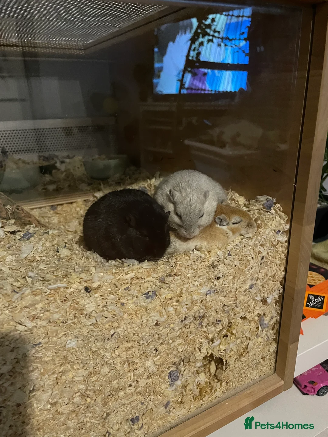 Gerbil rodents for sale: 3 male gerbils - 1 year and 2 months old  in London - Advert 2