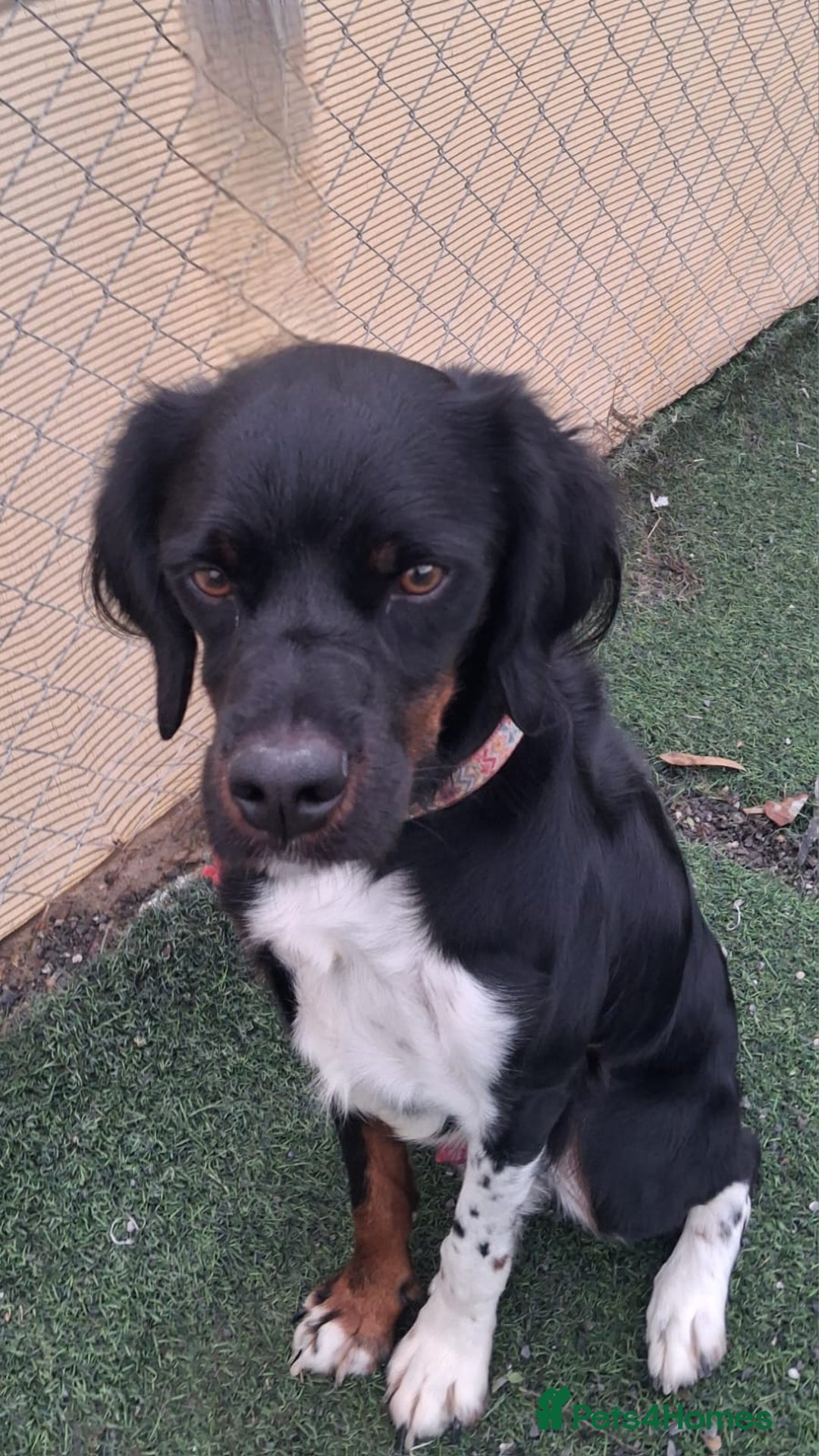 Mixed Breed dogs for adoption: Be BROODY's Best Friend.... - Advert 14