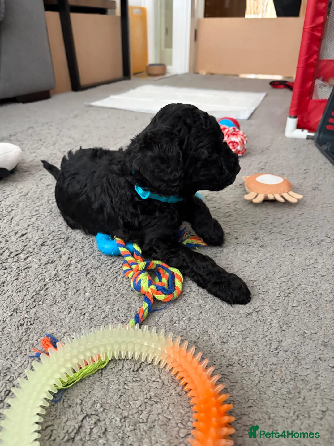 Mixed Breed dogs for sale: Cocker sproodle’s  in York - Advert 8