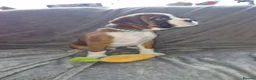Boxer dogs for sale: 4 k.c boxer puppies ready for there new homes  in Sowerby Bridge - Advert 20