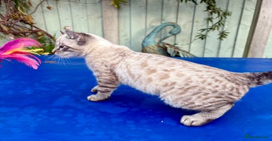 Savannah cats - Advert 3