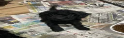 Labradoodle dogs for sale: F3 miniature labradoodle puppies reduced - Advert 22