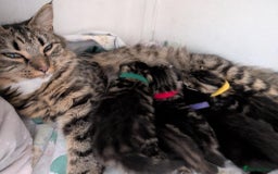Mixed Breed cats for sale: Siberian mix kitten - Image 11