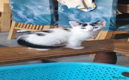 Mixed Breed cats for sale: Lovely mixed breed kittens  - Image 8