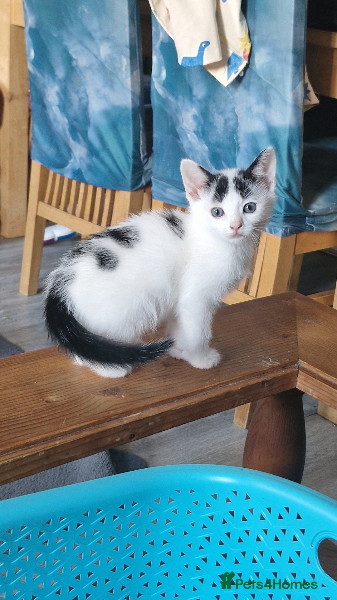 Mixed Breed cats for sale: Lovely mixed breed kittens  - Image 8