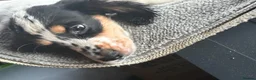 Cocker Spaniel dogs for sale: Kc registered  - Advert 8