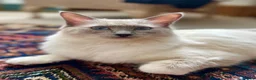 Ragdoll cats for sale: Beautiful female ragdoll  - Advert 1