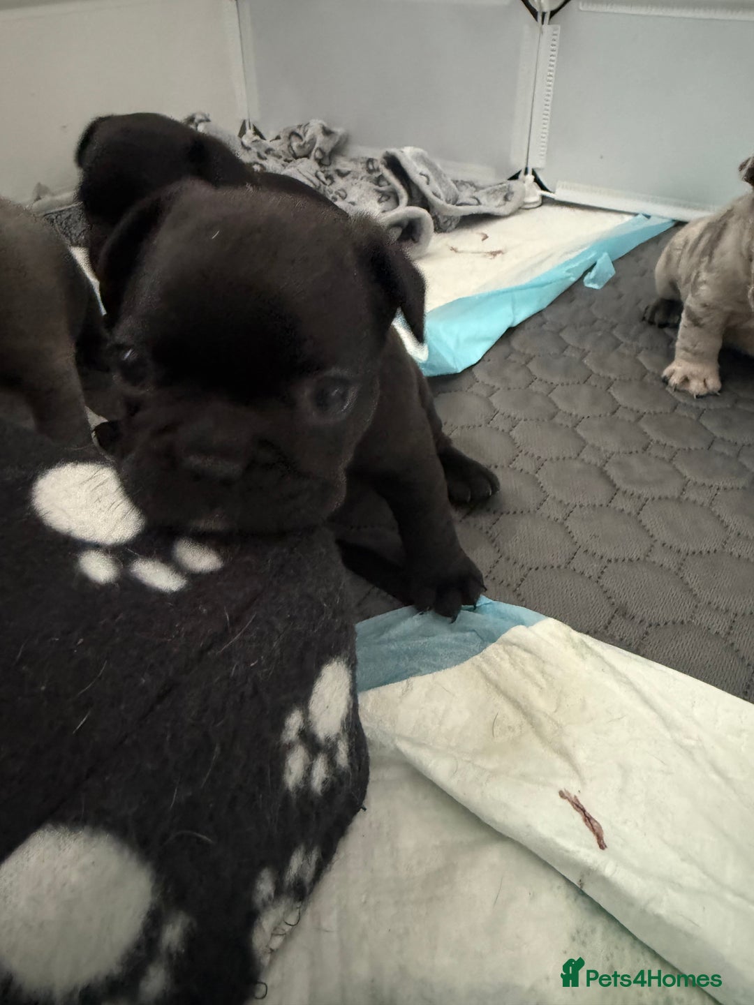 French Bulldog dogs for sale: French bulldog puppies looking for loving homes  - Image 11