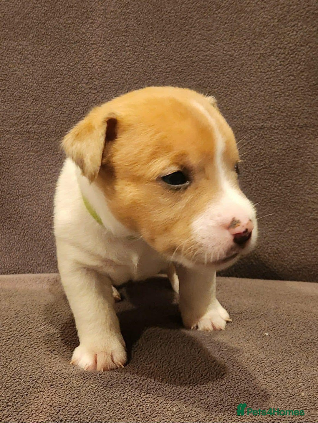 Jack Russell dogs for sale: Jack Russell puppies  - Advert 5