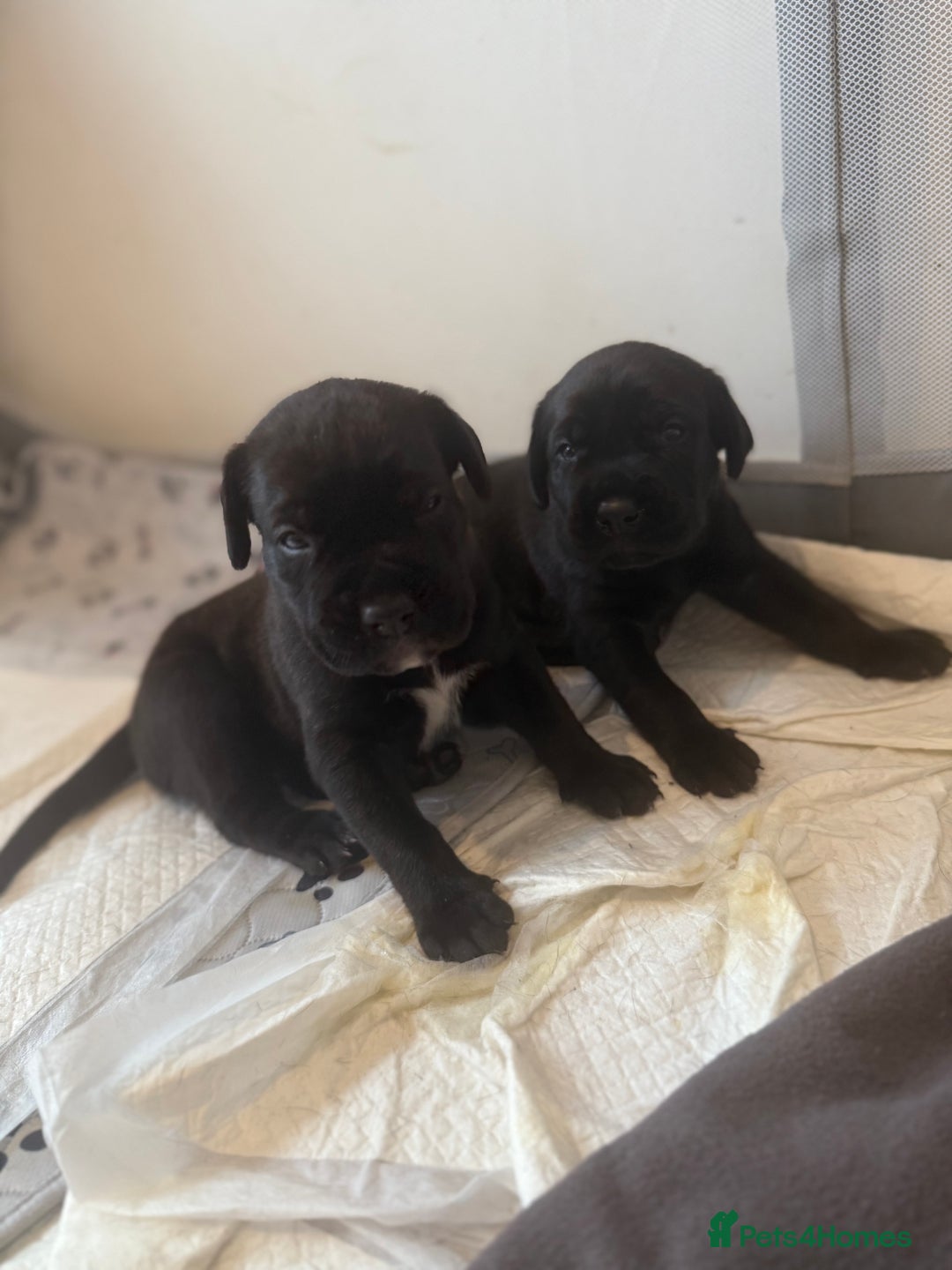 Cane Corso dogs for sale: Cane Corso pups - Image 20