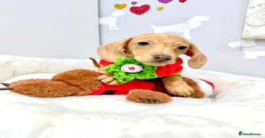 Miniature Dachshund dogs 🩷🌟Beautiful cream dapple KC Female 🌟🩷 - Advert 12