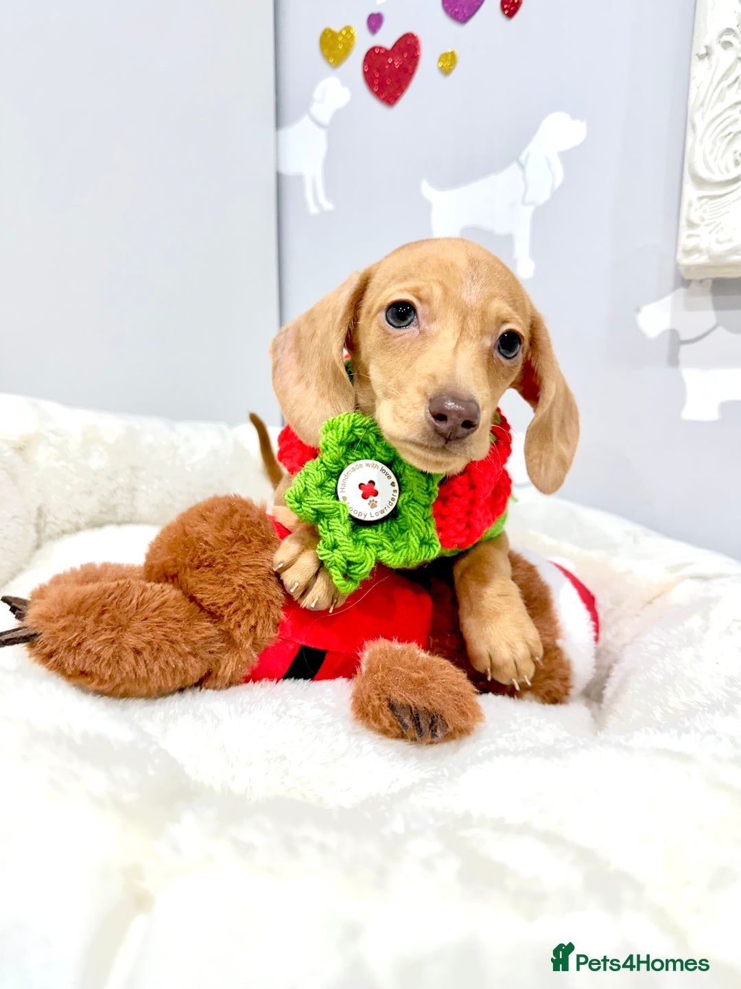 Miniature Dachshund dogs for sale: 🩷🌟Beautiful cream dapple KC Female 🌟🩷 - Advert 3