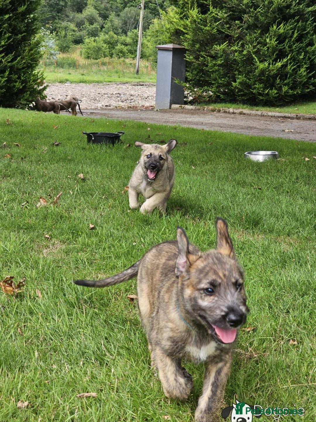 Irish Wolfhound dogs for sale: Irishwolfhounds for sale - Image 4