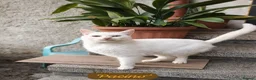 Mixed Breed cats for adoption: Pacino, 4-5 yrs old. Available for adoption. - Advert 18
