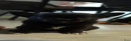 Chihuahua dogs for sale: 4 kc beautiful Russian chihuahuas  - Advert 4