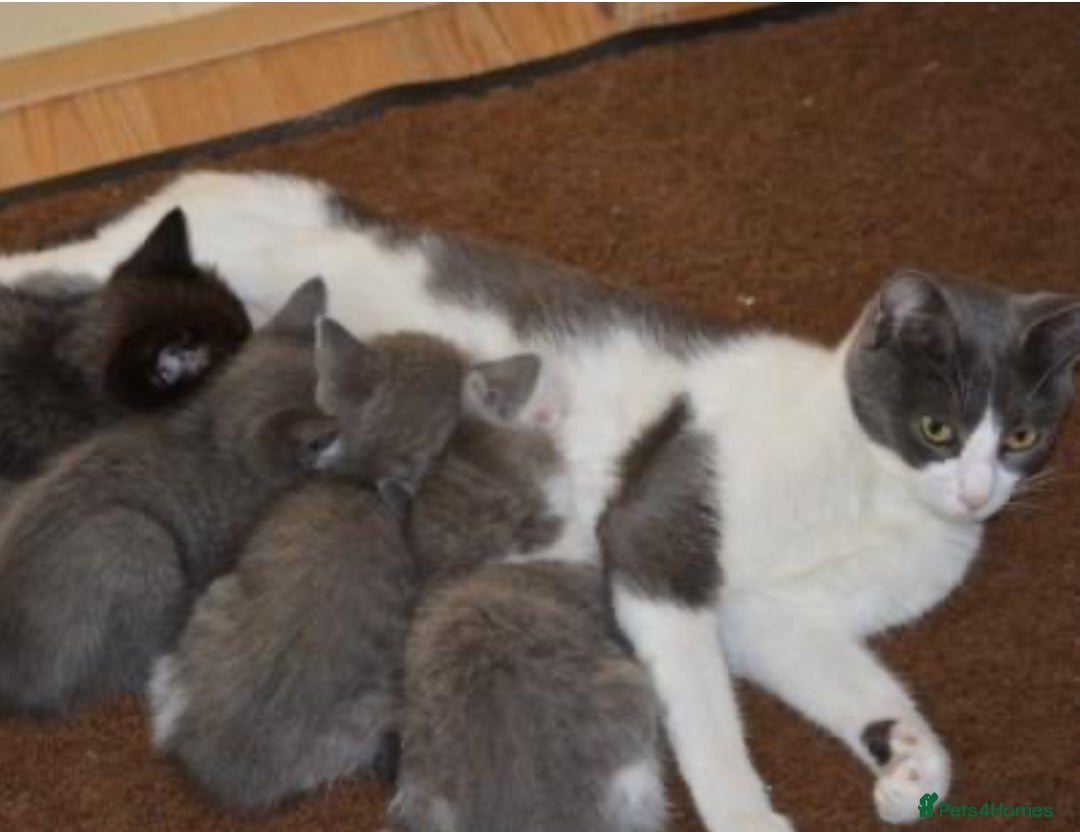Mixed Breed cats for sale: White and grey tabby boy  - Image 4