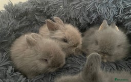 Lionhead rabbits for sale: 5 female Double Mane Lion head Doe’s for sale  - Image 2