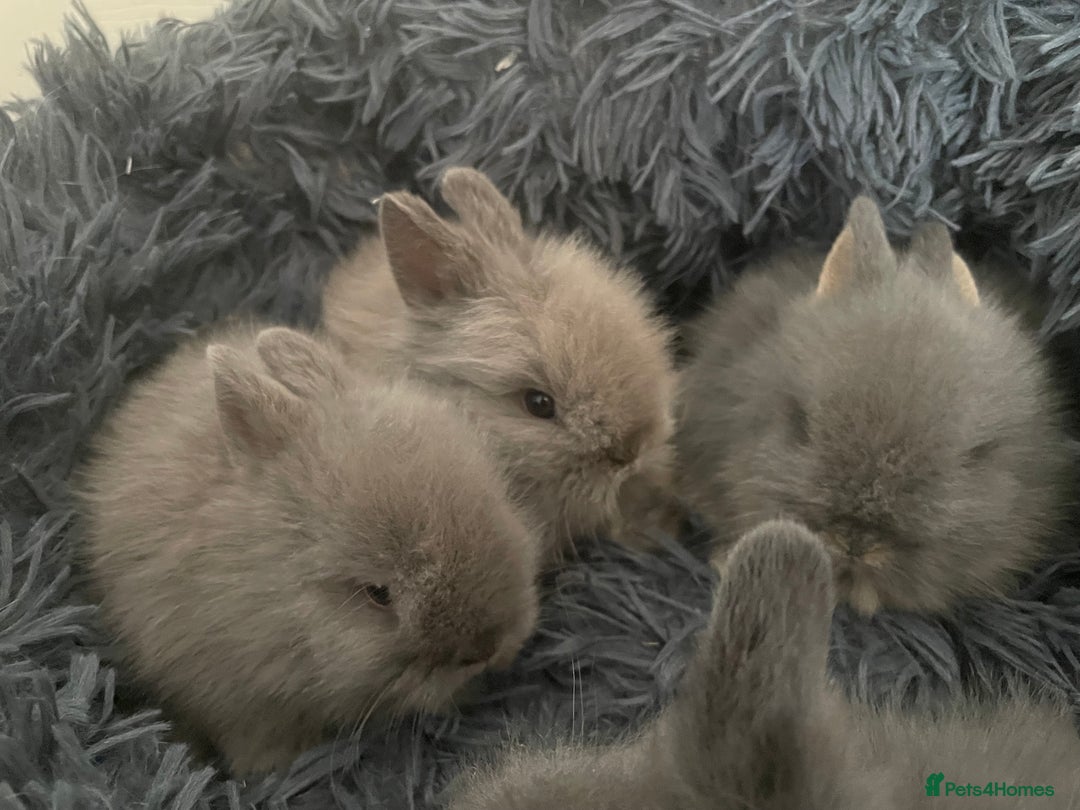 Lionhead rabbits for sale: 5 female Double Mane Lion head Doe’s for sale  - Image 2