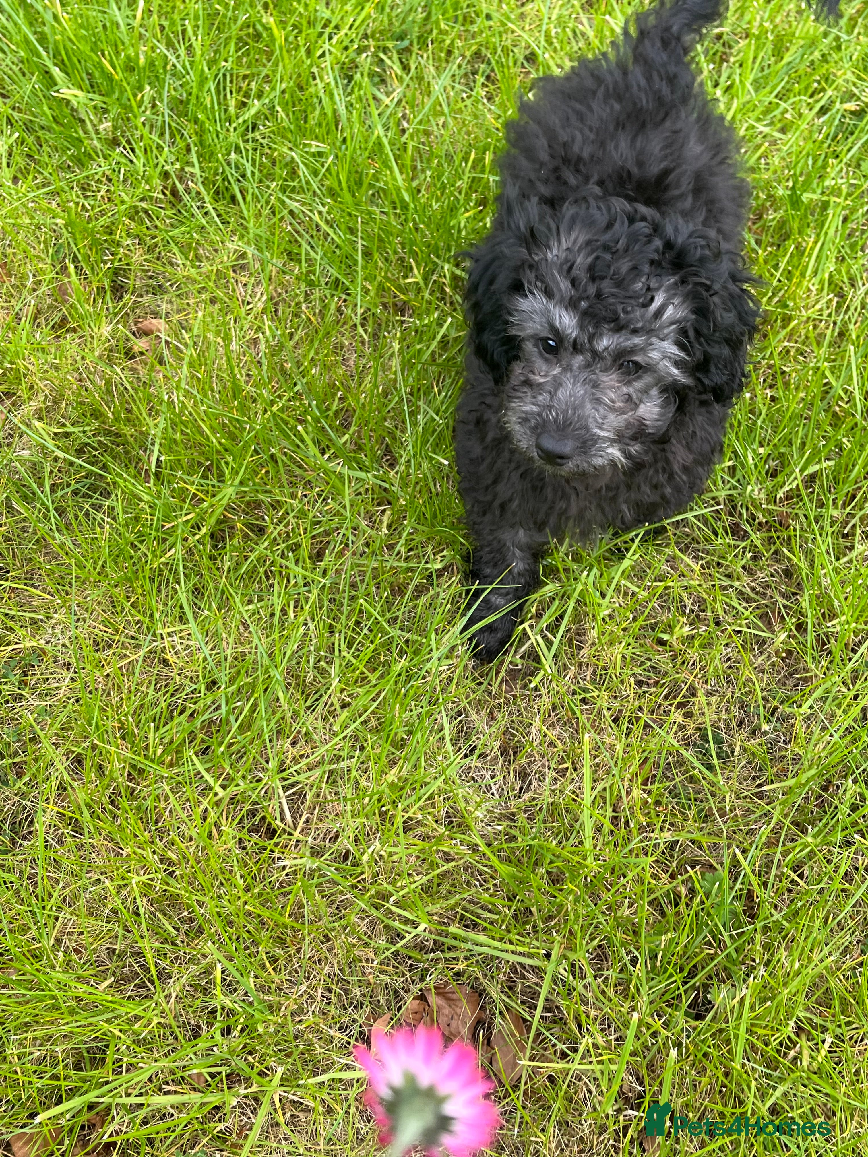 Cockapoo dogs Cockapoo Puppies  - Advert 17