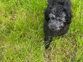 Cockapoo dogs Cockapoo Puppies - Advert 16