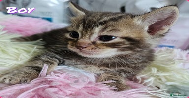 Mixed Breed cats - Advert 2