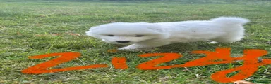 Samoyed 6 ZIZZY Orange Girl