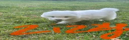 Samoyed dogs for sale:     Adorable Samoyed Puppies Looking for 5★ Homes - Advert 26