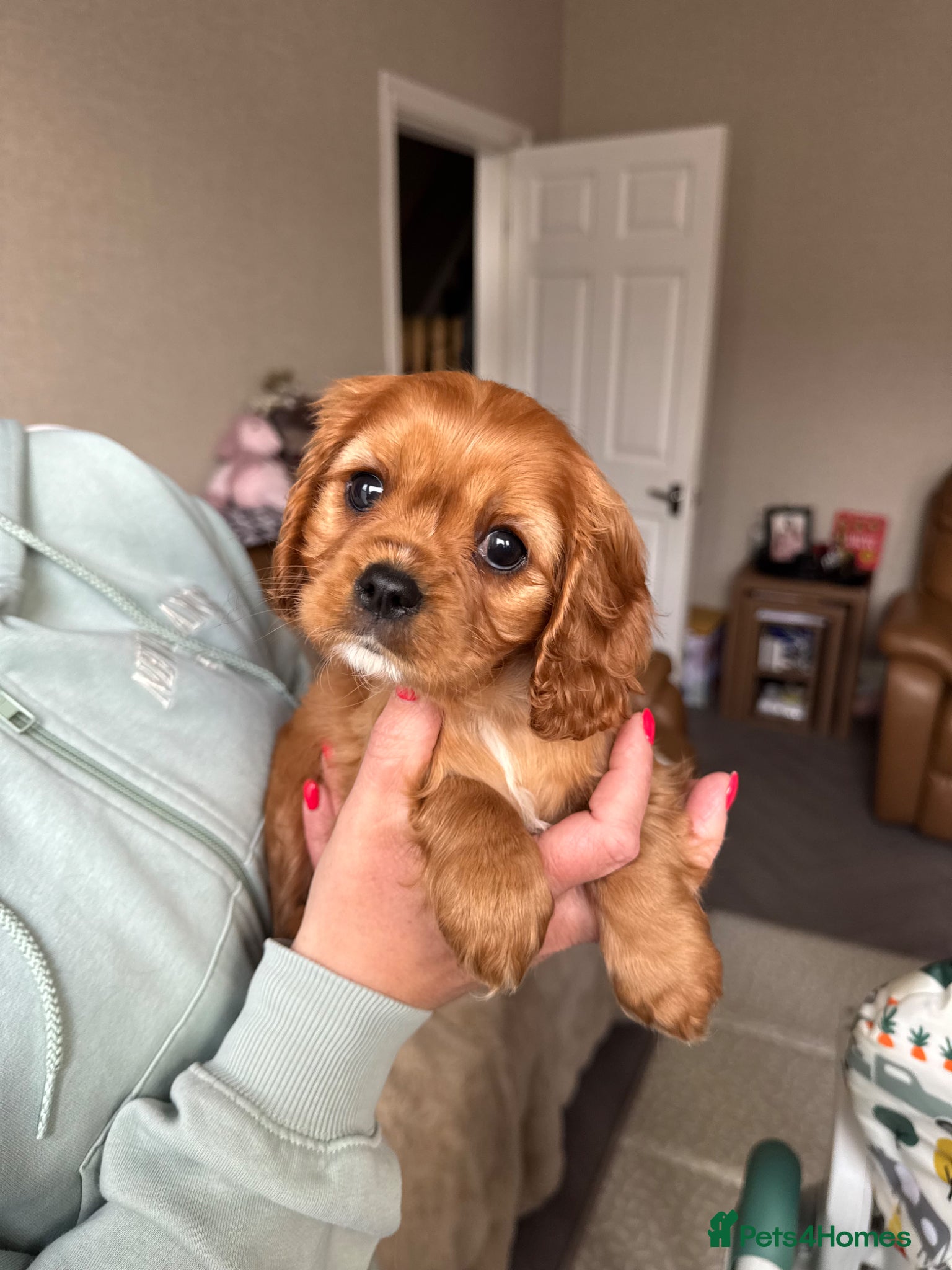 Cavalier King Charles Spaniel dogs Ready Now🌟 KC/Health tested Cavalier KCS pups - Advert 12