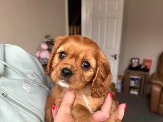 Cavalier King Charles Spaniel dogs Ready Now🌟 KC/Health tested Cavalier KCS pups - Advert 2