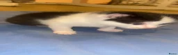 Mixed Breed cats for sale: 4 Kittens for sale  - Advert 9