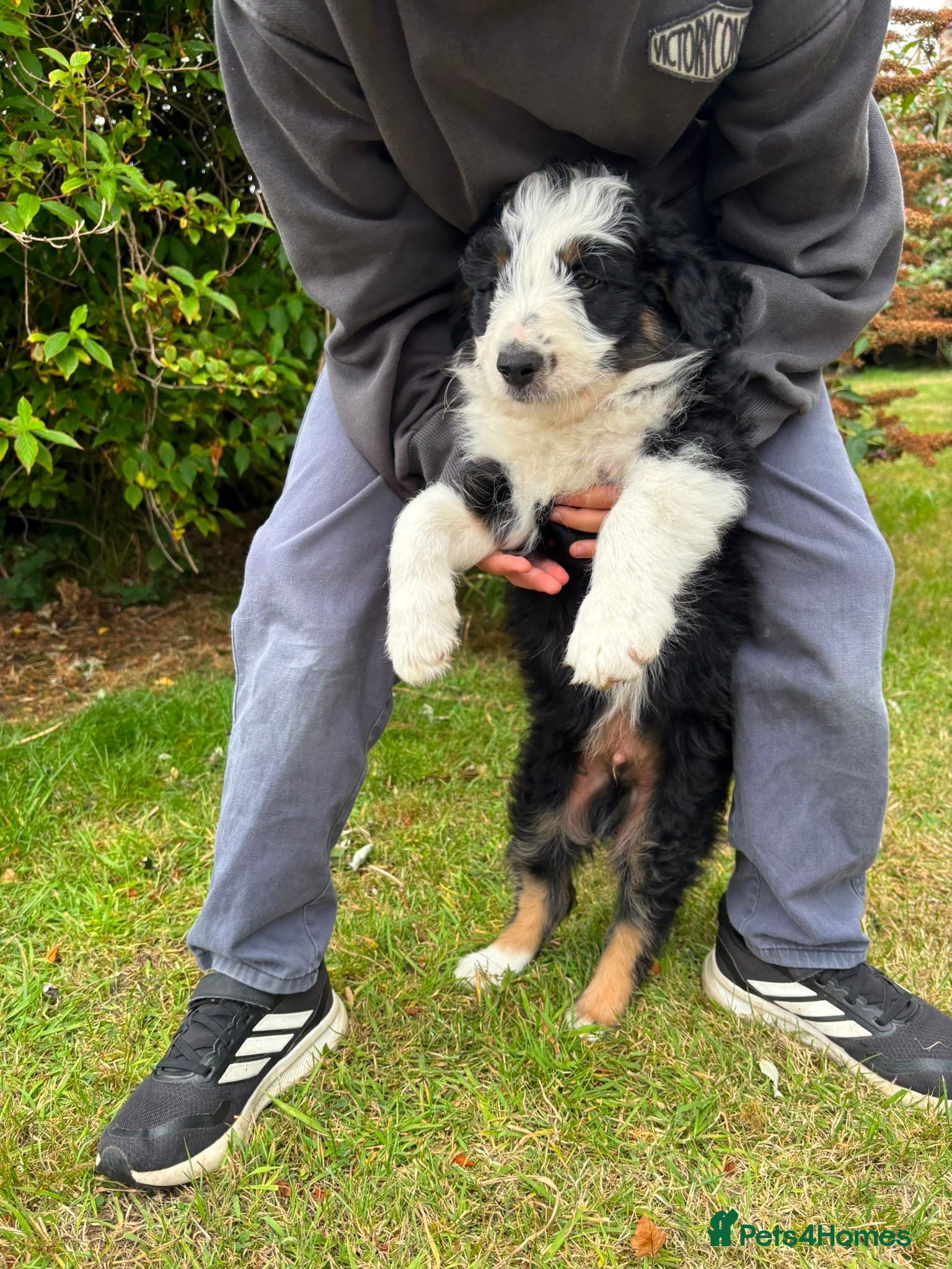 Bearded Collie dogs Working Bearded Collie pups. 2 x boys. - Advert 2