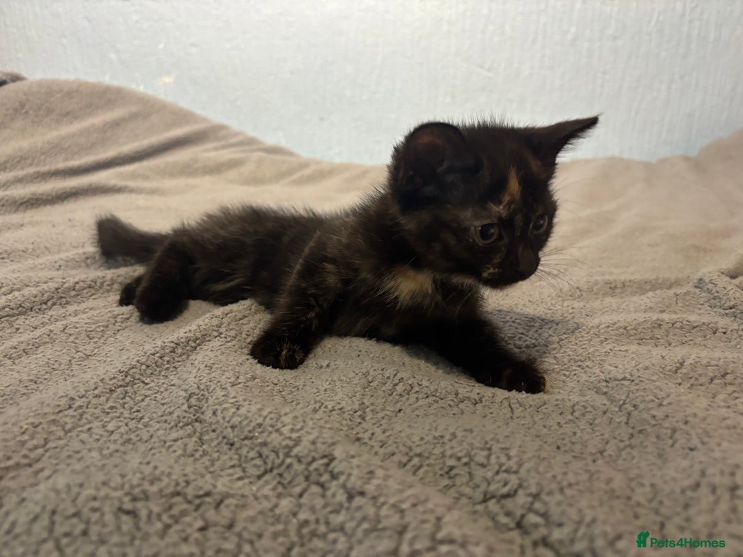 Mixed Breed cats for sale: 🖤🐱Kittens - Only 2 boys left! (Ready now)🐱🖤 in Bridgend - Image 12
